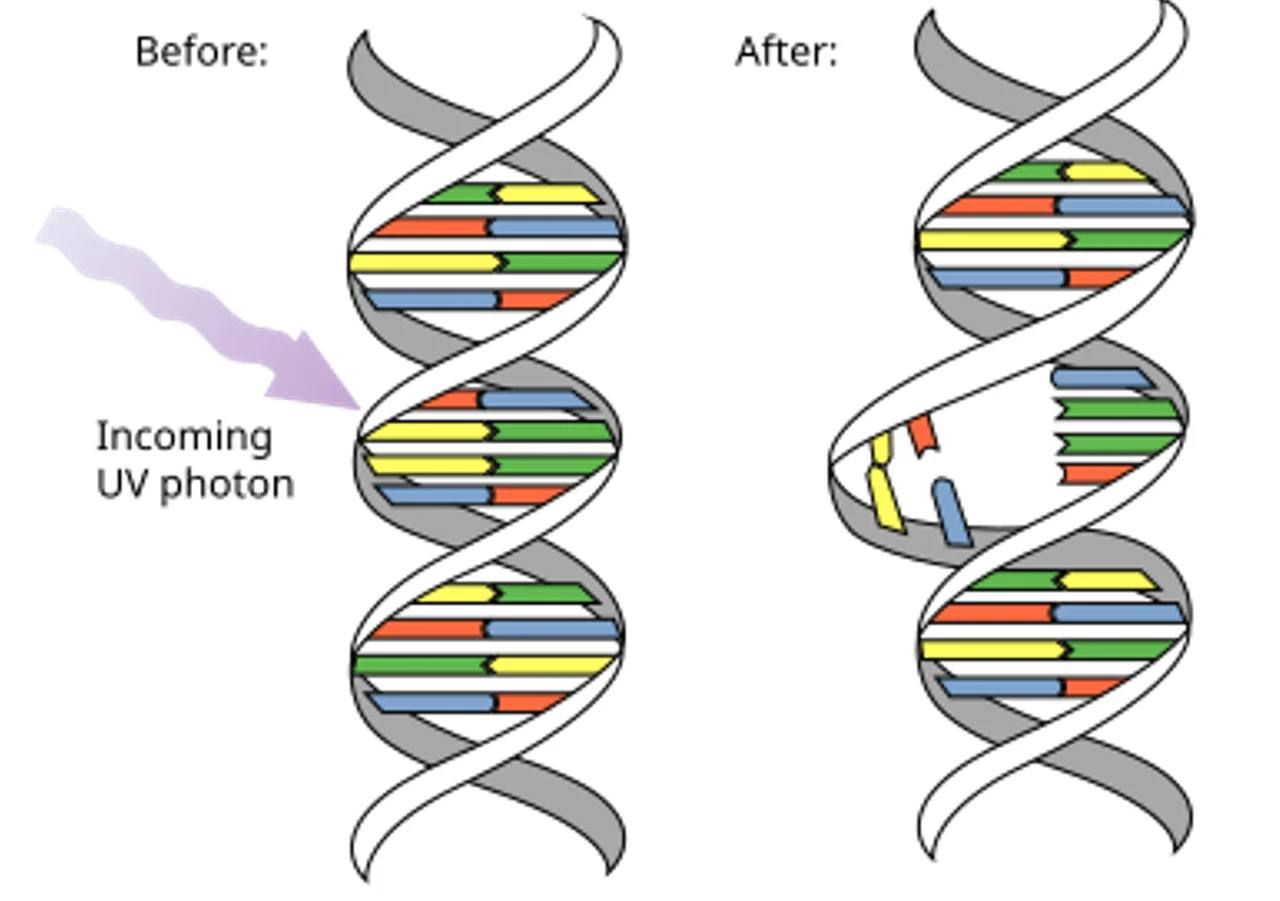 A figure showing a DNA molecule getting energetically excited by a UV photon, causing a disruption of normal hydrogen base-pair bonding and leading to a DNA mutation where juxtaposed thymine base pairs dimerize, leading to a bent shape in the DNA molecule.