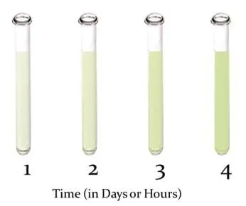 Four test tubes show cell growth over time; as the cells grow, the test tube contents become murky and less light is able to pass through.