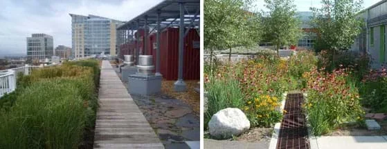 Two photographs: Foreground shows lush grasses, fencing and vents on a rooftop, with other multi-storied buildings in the background. Near a building and asphalt/concrete parking lot, a green area with purple and yellow flowers and some trees surrounds a long grate.