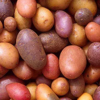 An image of several dozen potatoes of varying shapes, sizes, and colors.