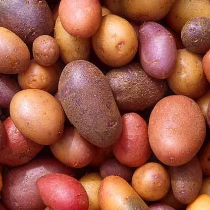 Engineering Polymers from Potatoes