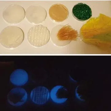 Top: photograph of eight petri dishes with student-made epidermal layers. Some samples are colored, and some have patterns or feathers. Bottom: photograph of the same samples in the dark. The samples glow blue to varying intensities.