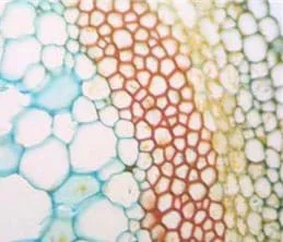 A microscopic photograph shows about four layers of different sized and colored cells.