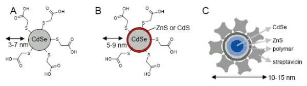 A three-part diagram shows A) a line-drawing of the chemical composition of CdSe, 3-7 nm wide, B) the same line-drawing with an encasement of ZnS around its CdSe center, making it 5-9 nm wide, and C) the same molecule of CdSe coated with ZnS, further coated with a polymer and then streptavidin protein attachments, now 10-15 nm wide.