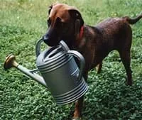 Photograph shows a dog holding a watering can in his mouth.