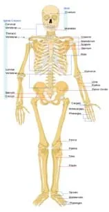 A front view diagram shows the human skeletal system with major bones identified: cranium, mandible, cervical vertebrae, thoracic vertebrae, lumbar vertebrae, sacrum, coccyx, clavicle, manubrium, scapula, sternum, ribs, humerus, ulna, radius, pelvic girdle, carpals, metacarpals, phalanges, femur, patella, tibia, fibula, tarsals, metatarsals and phalanges.