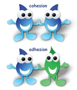 An image of two pairs of water drops that illustrates the concepts of cohesion and adhesion as they relate to water.