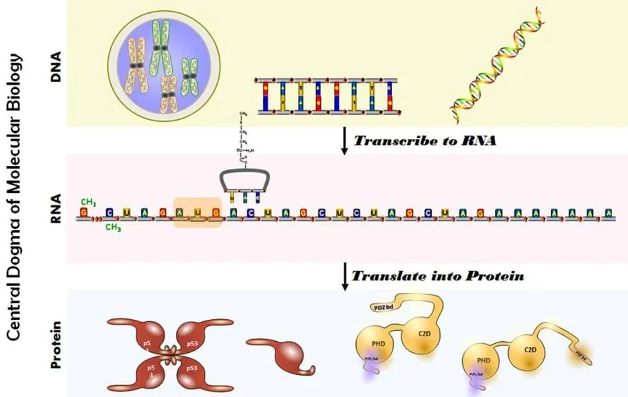 An image illustrating the central dogma of molecular biology, which describes the flow of genetic information within a biological system.