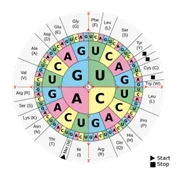 An image of a codon wheel that shows which base sequence encodes which amino acid.