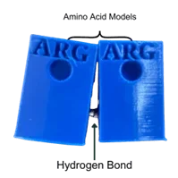 An image depicting a close-up of two blue 3D-printed amino acid models, each labeled 'ARG'. They are positioned side by side, with two small silver magnets visible between them at the bottom center, symbolizing a hydrogen bond.